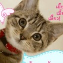 สมาชิกหมายเลข 2439913