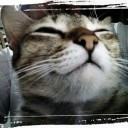 ธุลีแห่งไพร