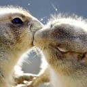 กระรอกน้อยจิ๊งมิ้ง