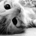 สมาชิกหมายเลข 1599656