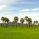 ต้นน้ำต้นหนาว