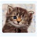 ลูกแมวน้อยตาดำๆ