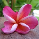 สมาชิกหมายเลข 702678