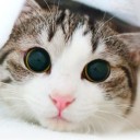 แมวน้อยจมูกชมพู