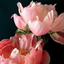 สมาชิกหมายเลข 2497508