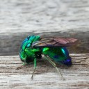 สมาชิกหมายเลข 3591409