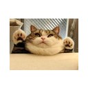 ปุถุชนเดินดิน