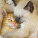 สมาชิกหมายเลข 1072772