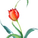 ดอกทิวลิปสีส้ม