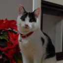 น้องหมาบีเกิ้ล