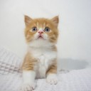 สมาชิกหมายเลข 2704756