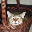 โชกุนพาชื่น