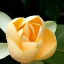 บุษบามณฑารพ