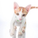 สมาชิกหมายเลข 1074584