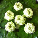 หยดน้ำค้าง