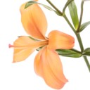 พิมพ์นรา