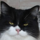 แมวอ้วนสามัญประจำบ้าน