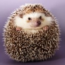 กินนม ชมดาว เฝ้าบ้าน