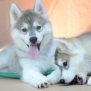 สมาชิกหมายเลข 1368481