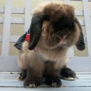 แพนด้ามีหนวด