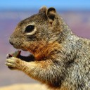 เต้าหู้จัง