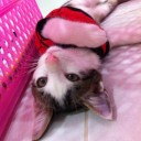 สมาชิกหมายเลข 1859853