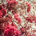 สมาชิกหมายเลข 1333509