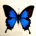 ผีเสื้อตัวจิ๋วนัยน์ตายิ้มได้