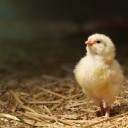 สมาชิกหมายเลข 2705169