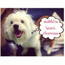 สมาชิกหมายเลข 808492