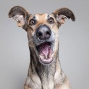 หมีรูปทรงอิสระ