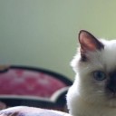 สมาชิกหมายเลข 2272837