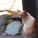 กำโทดแมวพิมพ์