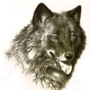 ราชาหมาป่าสีเทา