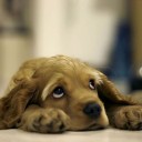 ลูกเจี๊ยบสีรุ้ง