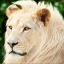 สมาชิกหมายเลข 1484925