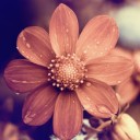 สมาชิกหมายเลข 980274