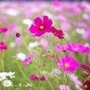 ลีโอผู้น่ารัก