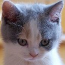 แมวตัวนี้ราคาพันล้าน