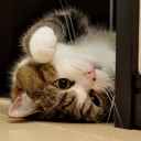 เหมียวบ้านสวน