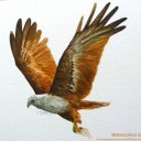 สมาชิกหมายเลข 1079425