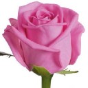 สมาชิกหมายเลข 1487833