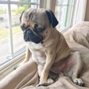 สมาชิกหมายเลข 1485387