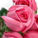 สมาชิกหมายเลข 3599799