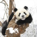 The Northpole Panda