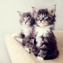 พ่อเลี้ยงแมวเหมียว