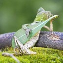 สมาชิกหมายเลข 2318443