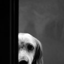 สมาชิกหมายเลข 3600469