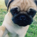 สมาชิกหมายเลข 1485777