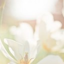 สมาชิกหมายเลข 3600767